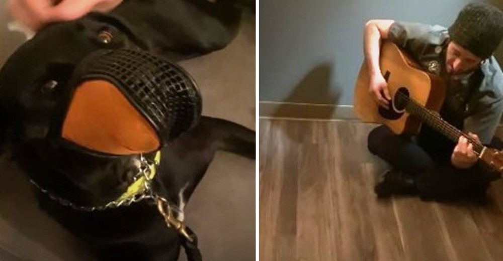 Perrita aterrorizada por las visitas al veterinario, cambia de doctor y termina besándolo Perrita aterrorizada por las visitas al veterinario, cambia de doctor y termina besándolo