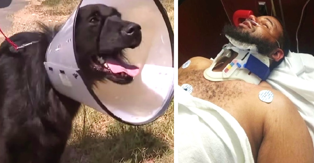 Intentaba salvar a su perrita en medio de la calle pero un auto los arrolló a los dos Intentaba salvar a su perrita en medio de la calle pero un auto los arrolló a los dos