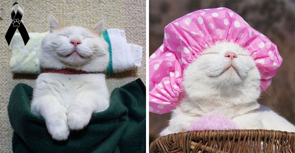 Lloran la partida de Shiro, el hermoso gato que se hizo famoso por ser el más relajado del mundo