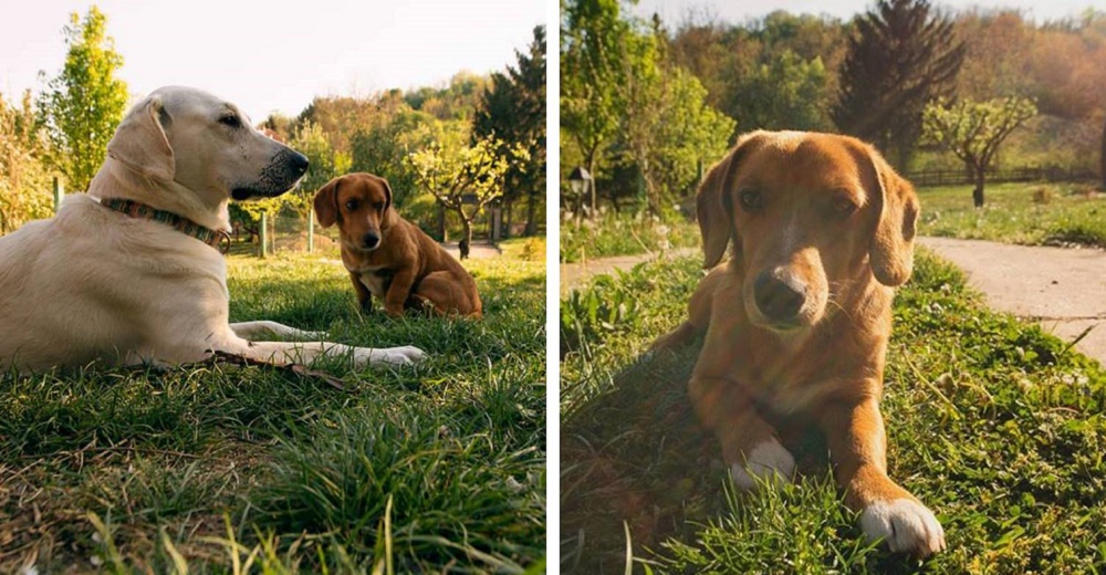 Permite que sus solidarios perritos salgan a jugar y regresan con un nuevo hermanito Permite que sus solidarios perritos salgan a jugar y regresan con un nuevo hermanito