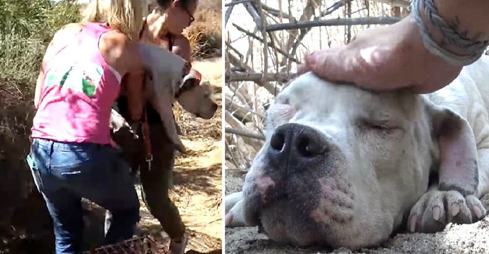 Tras horas intentando logran rescatar a un perrito que yacía muy débil atrapado en la maleza Tras horas intentando logran rescatar a un perrito que yacía muy débil atrapado en la maleza
