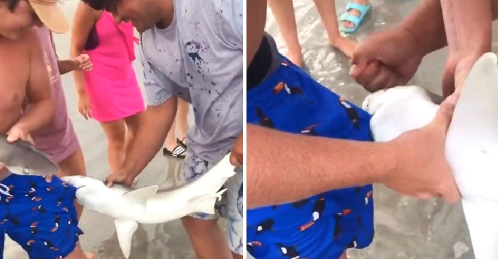 Graban cómo agreden a los tiburones en la playa para ganar seguidores en las redes