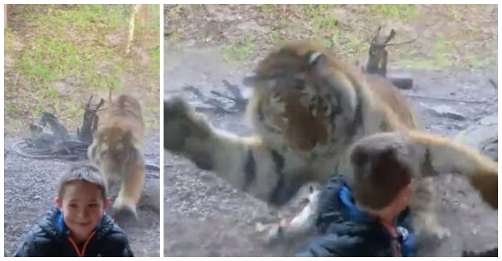 Un padre graba a su hijo sonriendo a la cámara antes de que el tigre intentara atacarlo