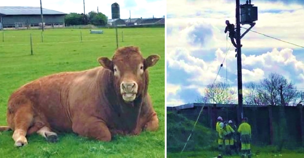 Un toro deja sin electricidad a casi 1.000 hogares por intentar rascarse el trasero con un poste