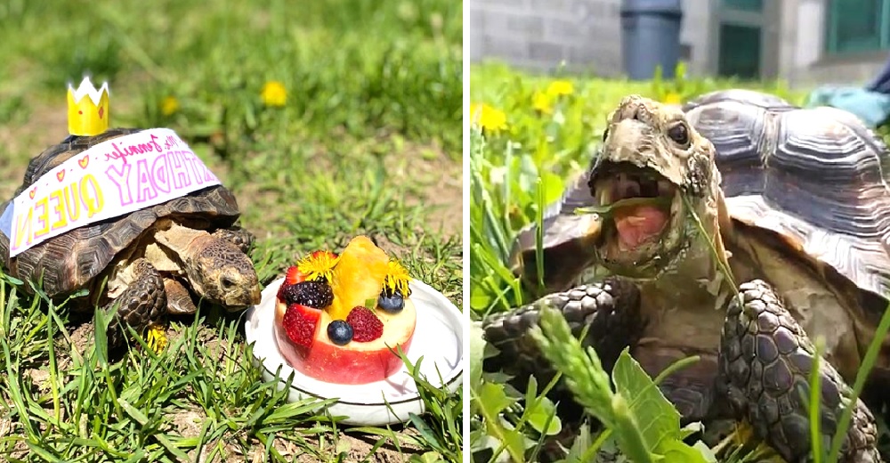 Tortuga de 53 años queda desolada tras morir su dueña por Covid y busca una familia a quien amar