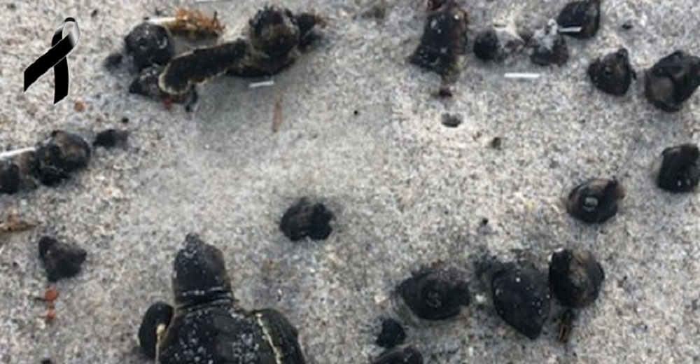 El hallazgo de decenas de estas bebés carbonizadas en una playa conmociona a las redes