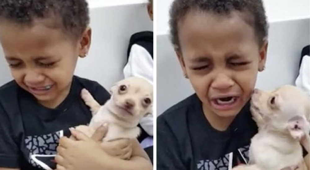 Quedan desconcertados cuando un niño rompe a llorar tras conocer a una chihuahua en el refugio