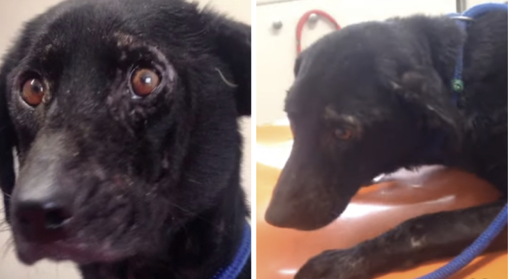 Decían que era una perrita «demasiado fea» para ser adoptada y deciden abandonarla Decían que era una perrita «demasiado fea» para ser adoptada y deciden abandonarla