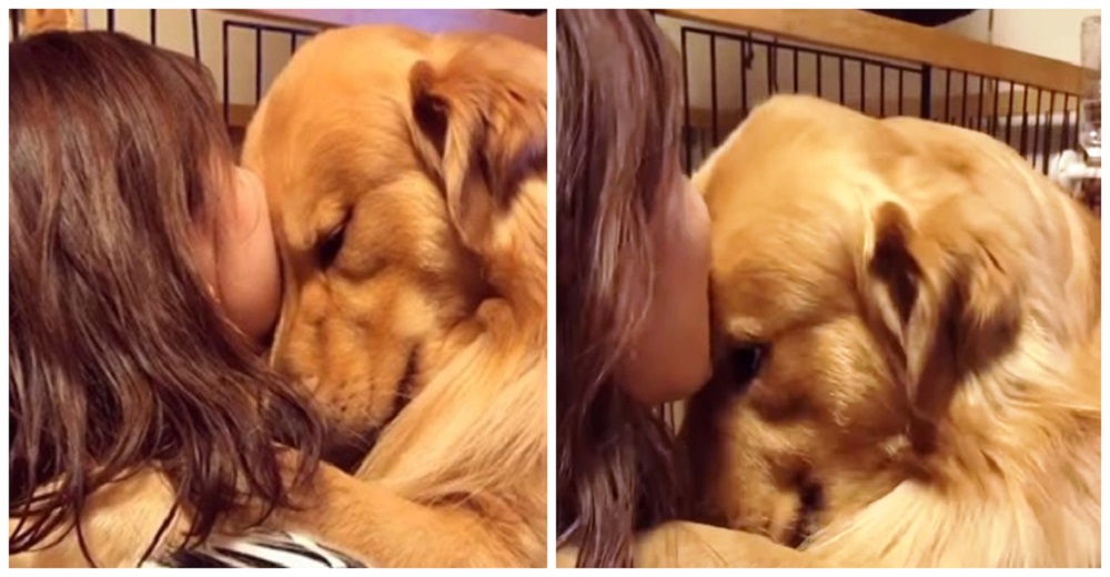 Graban la reacción de un perrito Golden que no puede creer que la cuarentena de su dueña terminó Graban la reacción de un perrito Golden que no puede creer que la cuarentena de su dueña terminó