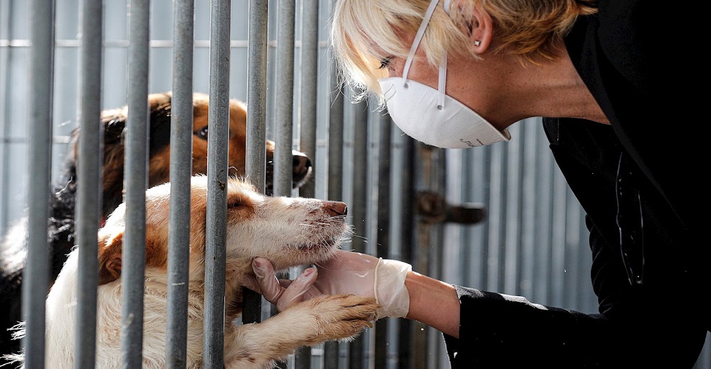 Alertan de abandono masivo de perros en todo el mundo por el confinamiento excesivo Alertan de abandono masivo de perros en todo el mundo por el confinamiento excesivo