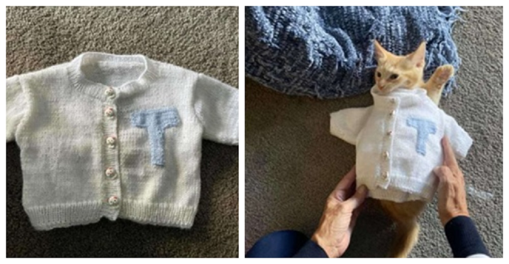 Soñaba con tejer suéteres para sus nietos, así que hizo el más tierno para su único nieto felino