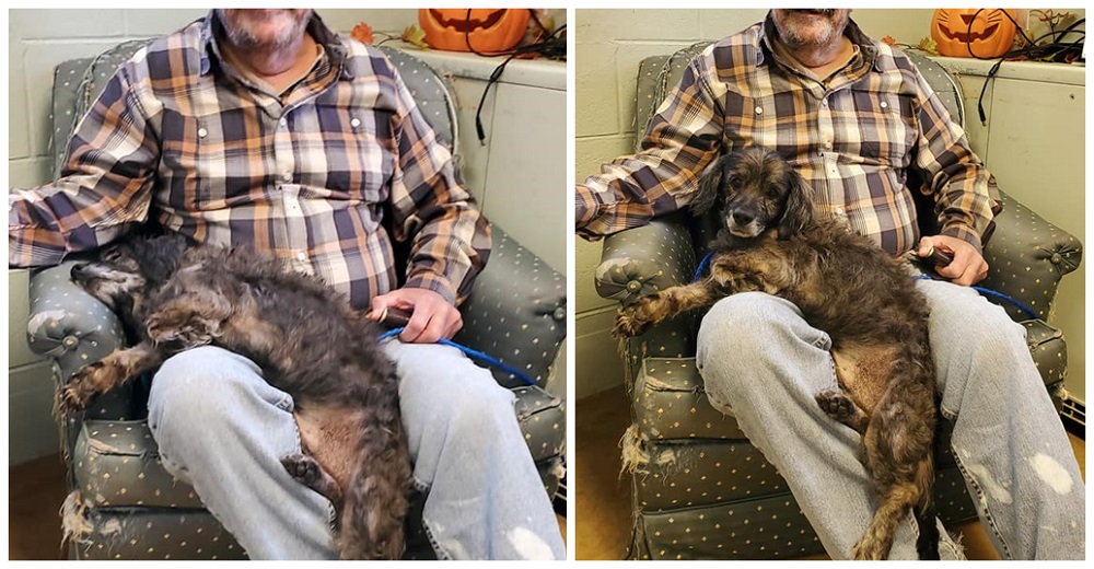 Abuelo llega a un refugio pidiendo adoptar un perrito viejito como él para sentirse comprendido
