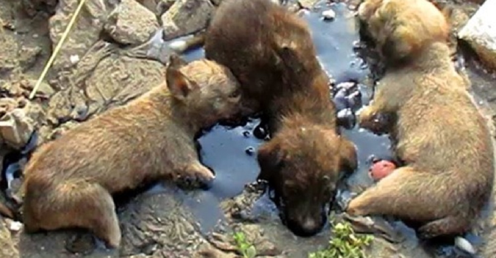 3 hermanitos petrificados en alquitrán perdieron toda esperanza hasta que lloraron lo más fuerte 3 hermanitos petrificados en alquitrán perdieron toda esperanza hasta que lloraron lo más fuerte