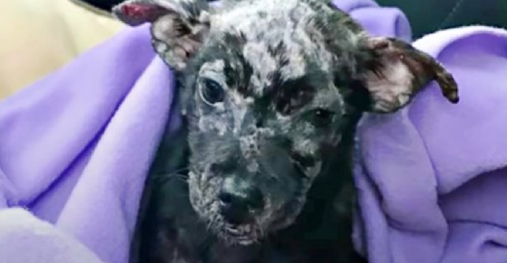 Perrita no deseada cubierta de ampollas, ahora es una «adorable gremlin» con sonrisa permanente Perrita no deseada cubierta de ampollas, ahora es una «adorable gremlin» con sonrisa permanente