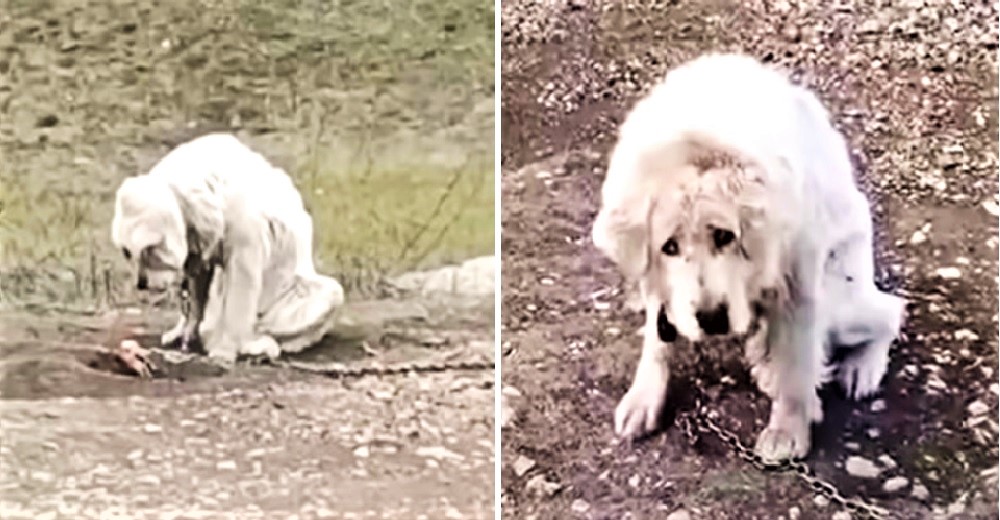 Abandonan a una perrita anciana en la calle atada con una pesada cadena