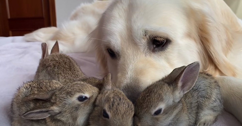 Pequeños conejitos creen que un golden macho es su madre y no dejan de acurrucarse con él Pequeños conejitos creen que un golden macho es su madre y no dejan de acurrucarse con él