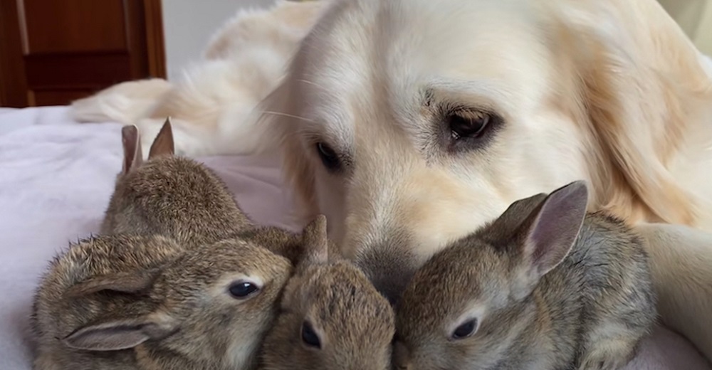 Pequeños conejitos creen que un golden macho es su madre y no dejan de acurrucarse con él