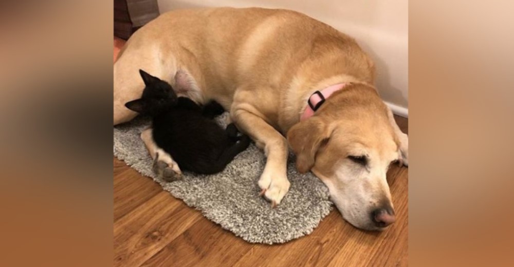 Un gatito rescatado acude al perro de una familia para buscar el consuelo que necesitaba Un gatito rescatado acude al perro de una familia para buscar el consuelo que necesitaba