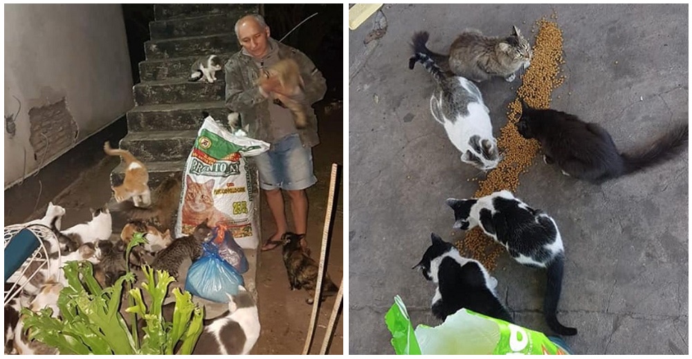 Desolado tras perder el empleo pide ayuda para alimentar a sus 50 gatos, no los abandonará Desolado tras perder el empleo pide ayuda para alimentar a sus 50 gatos, no los abandonará