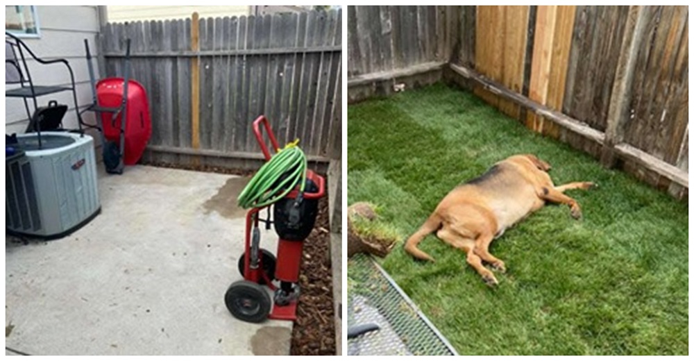 Perro rescatado nunca supo lo que era tener un jardín, así que su mamá le construyó uno para él