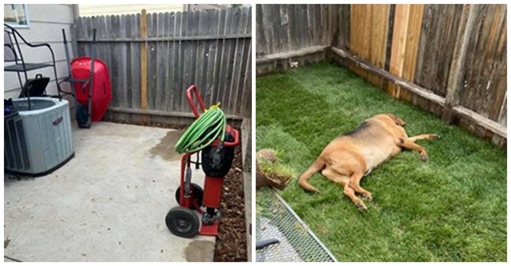 Perro rescatado nunca supo lo que era tener un jardín, así que su mamá le construyó uno para él Perro rescatado nunca supo lo que era tener un jardín, así que su mamá le construyó uno para él