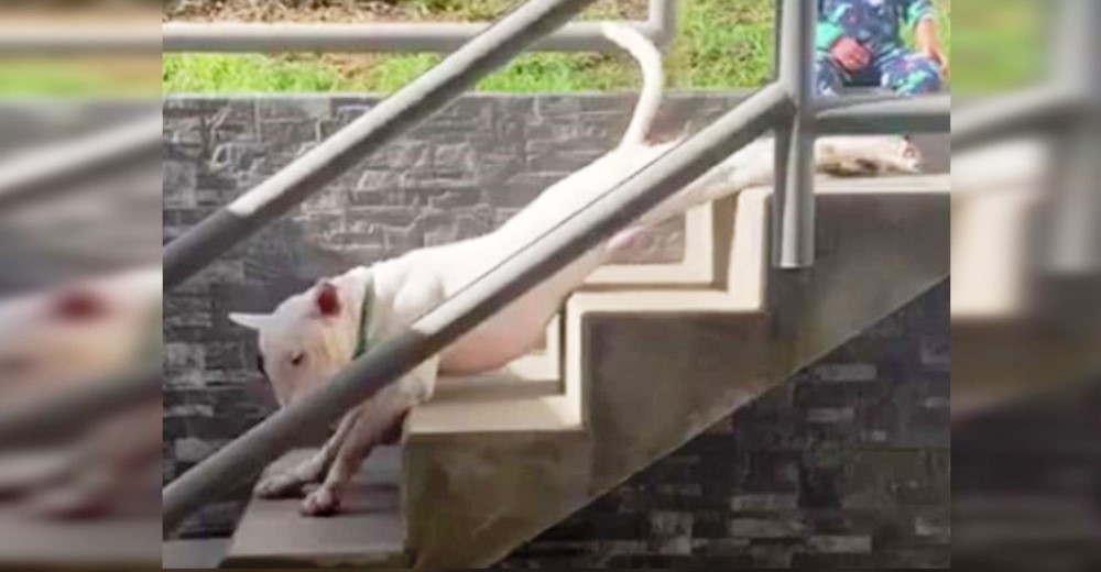 Se queda en shock al descubrir a su hijo junto a su perro estirado en las escaleras bajo el sol Se queda en shock al descubrir a su hijo junto a su perro estirado en las escaleras bajo el sol