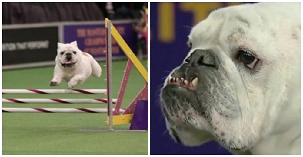 Adorable bulldog inglés regordete se hace viral con su comportamiento en una competencia canina Adorable bulldog inglés regordete se hace viral con su comportamiento en una competencia canina