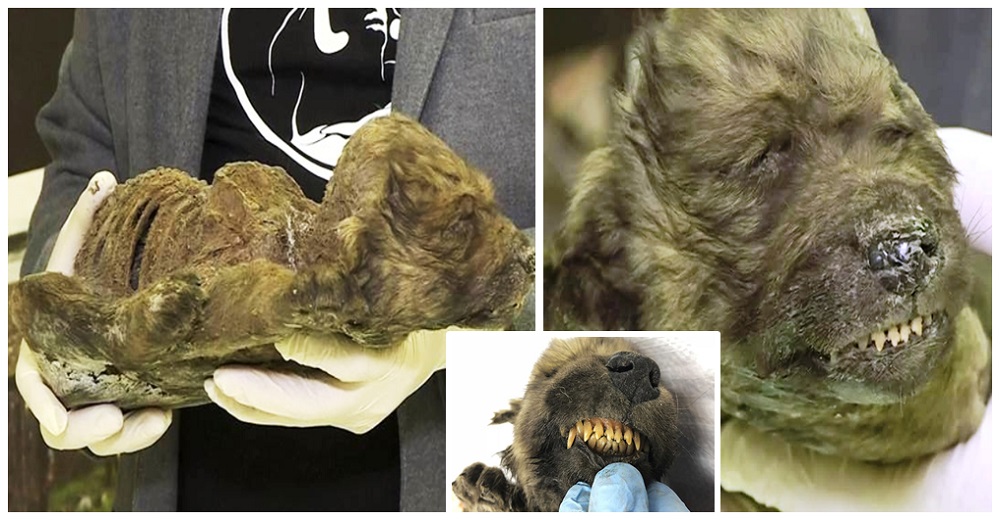Cachorro de 18.000 años hallado completamente preservado en el hielo deja atónitos a científicos Cachorro de 18.000 años hallado completamente preservado en el hielo deja atónitos a científicos