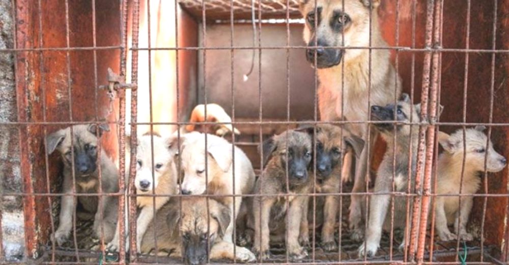 Aumenta el consumo de carne de perros y gatos por la creencia de que su carne cura enfermedades Aumenta el consumo de carne de perros y gatos por la creencia de que su carne cura enfermedades