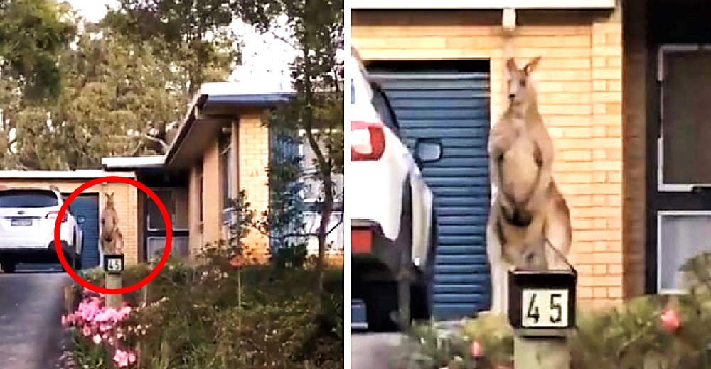 Graban a un canguro que vigila la entrada de una casa sin siquiera parpadear