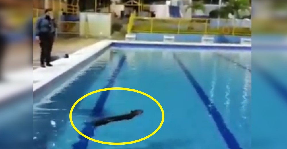 Un animal salvaje aprovecha la soledad de la cuarentena y toma un baño en una piscina