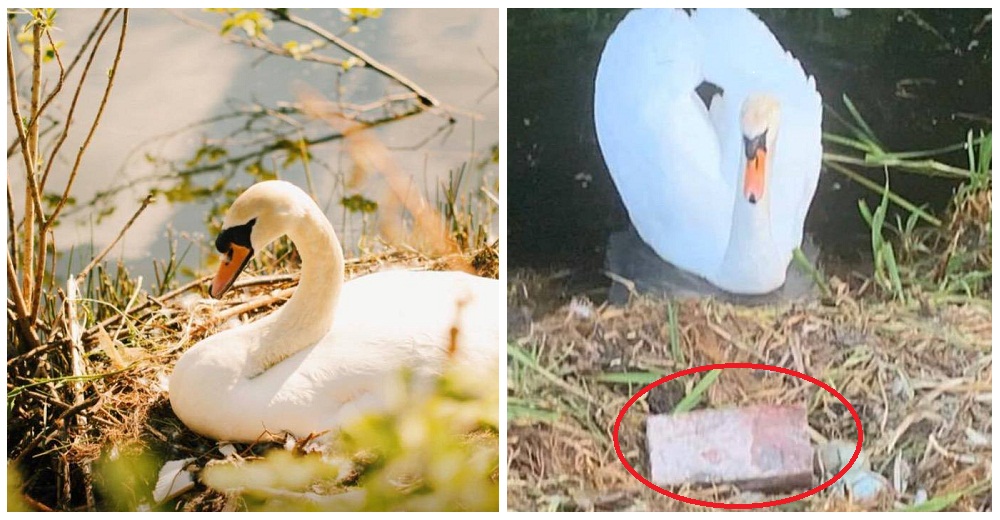 Adolescentes lanzan un ladrillo contra una mamá cisne y destruyen sus huevos a punto de nacer