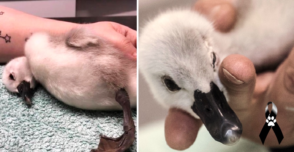 Buscan al responsable de patear a un cisne recién nacido porque “se cruzó en su camino”