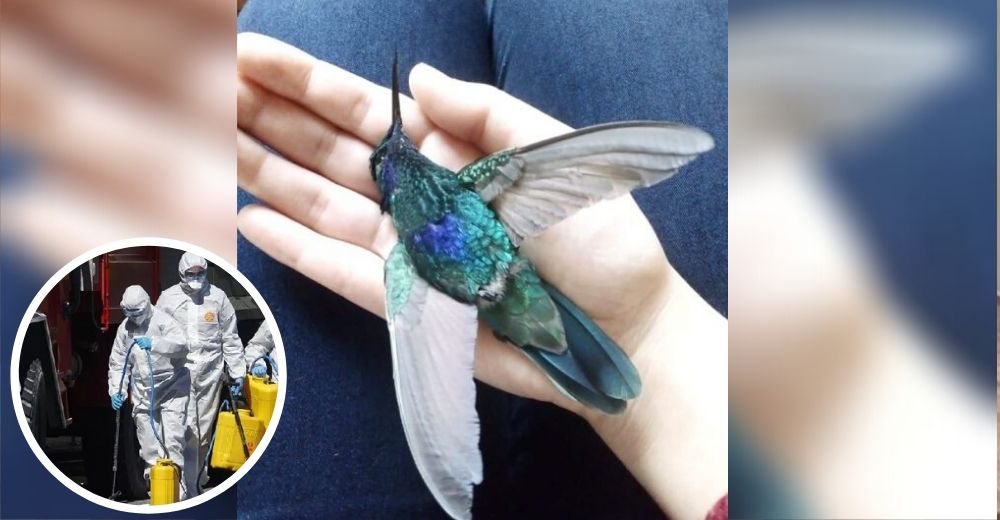 Denuncian la muerte de colibríes tras la desinfección en las calles ordenada por el Gobierno