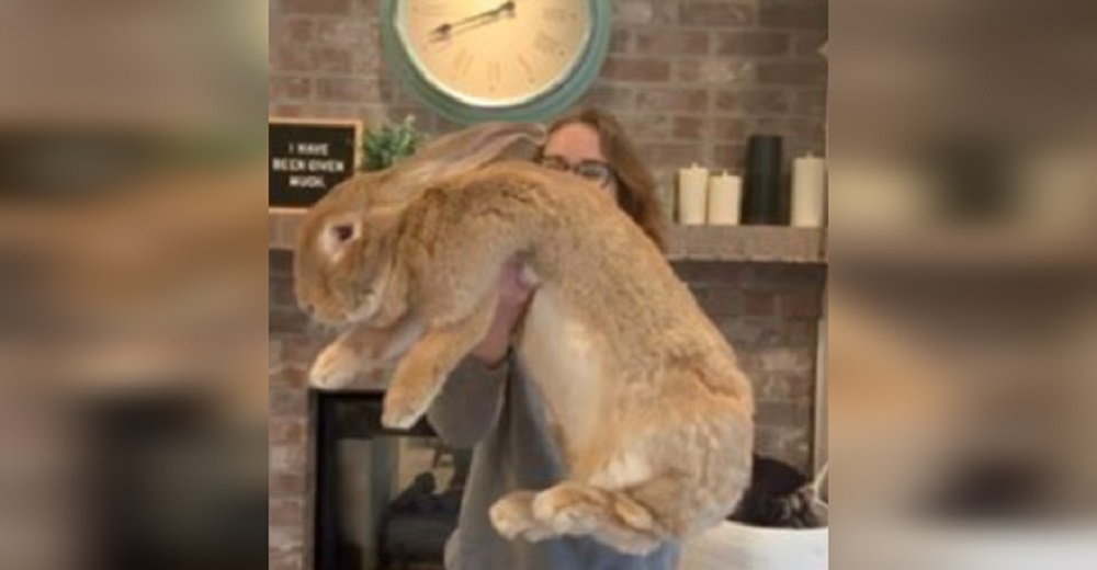 Las redes enloquecen con el enorme conejo mascota que es casi tan grande como sus dueños