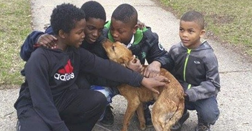 4 niños valientes niños rescatan a una perrita hambrienta atada con cuerdas elásticas