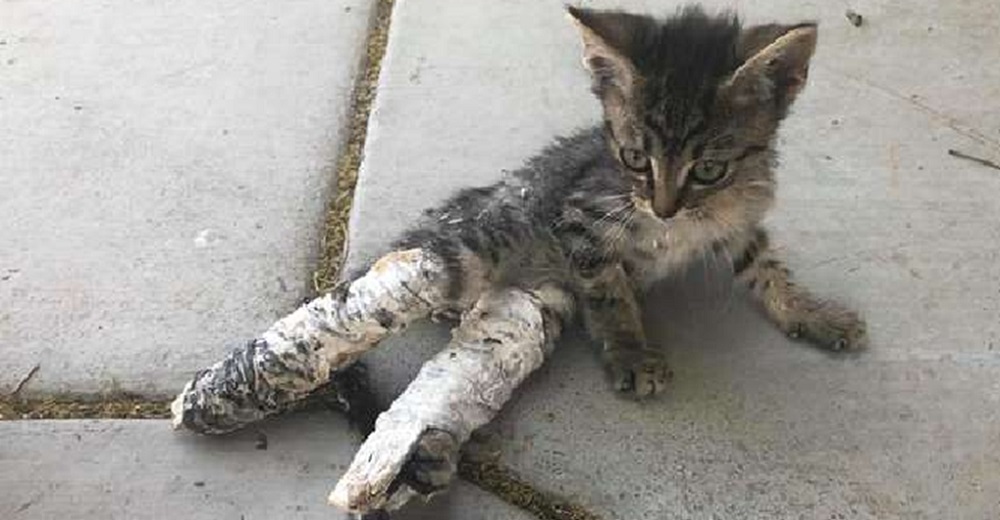 Niños encuentran una pobre gatita con las patas supuestamente rotas y hacen todo para salvarla Niños encuentran una pobre gatita con las patas supuestamente rotas y hacen todo para salvarla