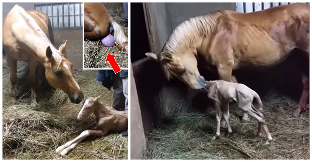 Mira la placenta de su yegua tras dar a luz a su potro y sale corriendo a ayudarla