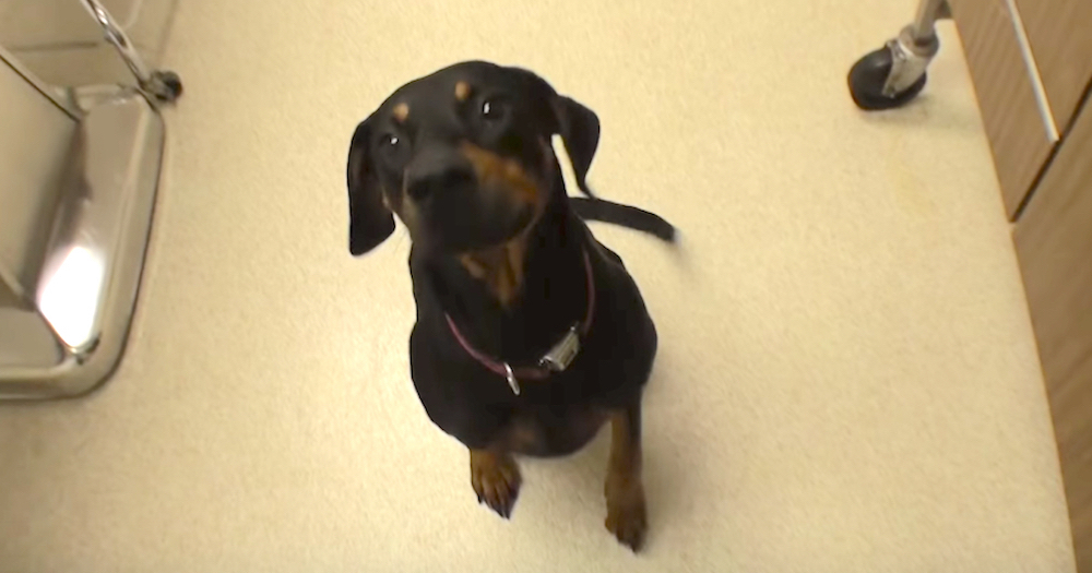Llegan un minuto antes de que Daisy fuera sacrificada después dar en adopción a sus cachorros Llegan un minuto antes de que Daisy fuera sacrificada después dar en adopción a sus cachorros