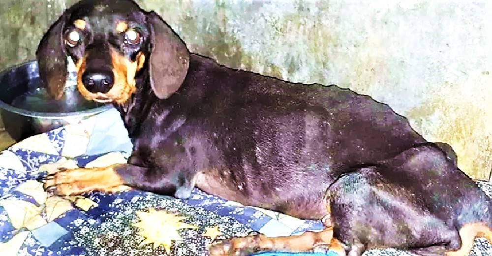 Salvan a un perrito desnutrido abandonado al que solo le quedaban días de vida