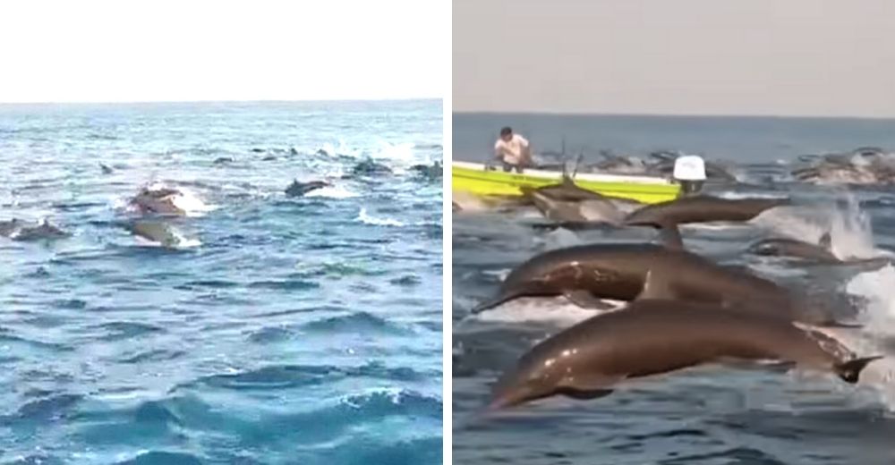 Cientos de delfines se dejan ver libres en las zonas que antes estaban llenas de turistas