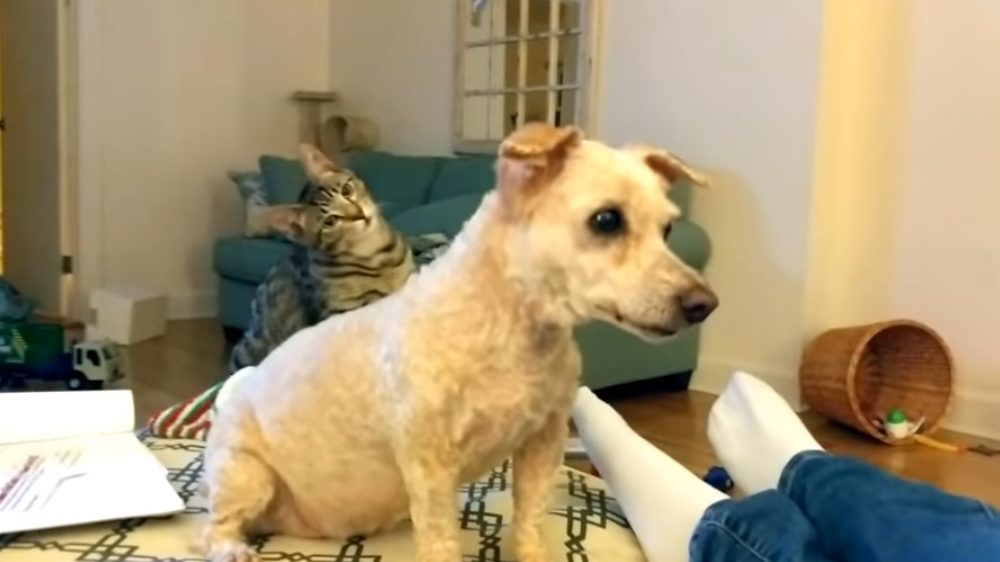 Gato queda en shock cuando su amigo perro vuelve a casa con un nuevo corte de pelo Gato queda en shock cuando su amigo perro vuelve a casa con un nuevo corte de pelo