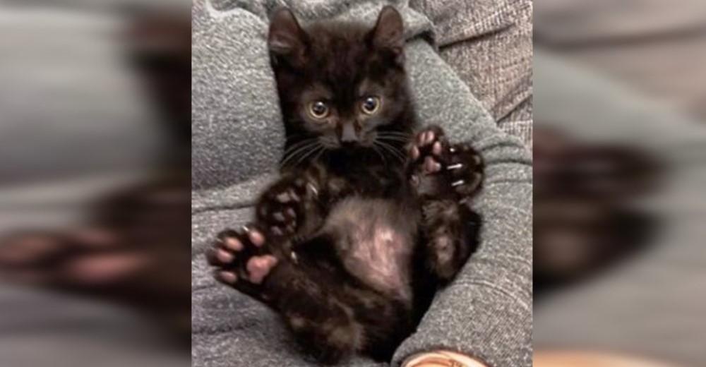 Gatita con dedos extra y orejas rizadas llega por unos días a un hogar pero ella tenía su plan Gatita con dedos extra y orejas rizadas llega por unos días a un hogar pero ella tenía su plan