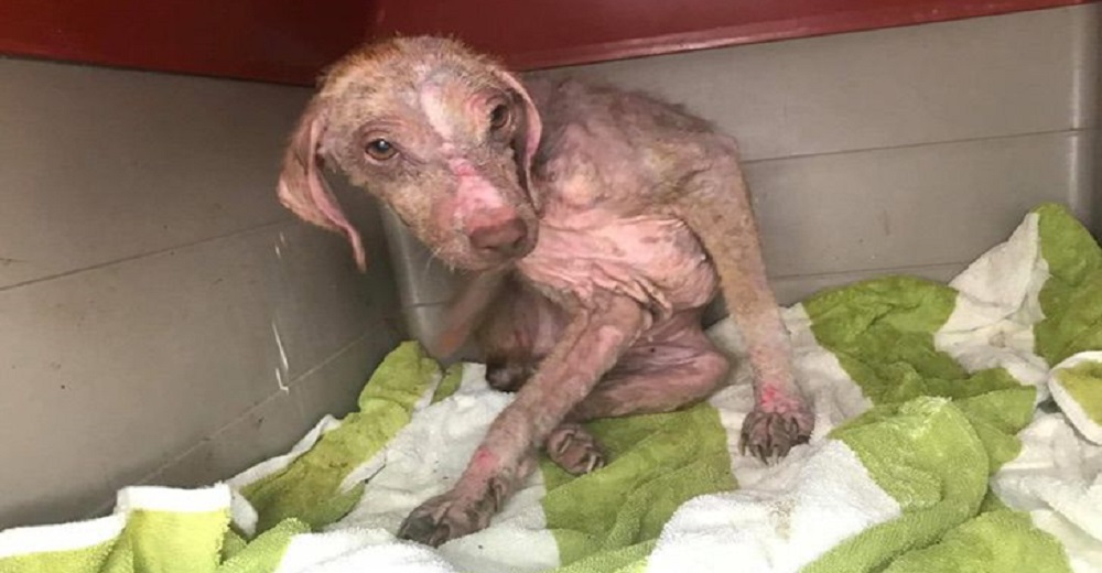 Perrita rescatada de las calles tras duros maltratos no puede creer la vida que tiene ahora