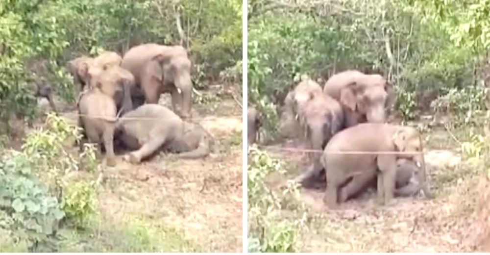 Elefantes lloran a su familiar fallecido y se resisten a abandonar su cuerpo, su dolor es enorme