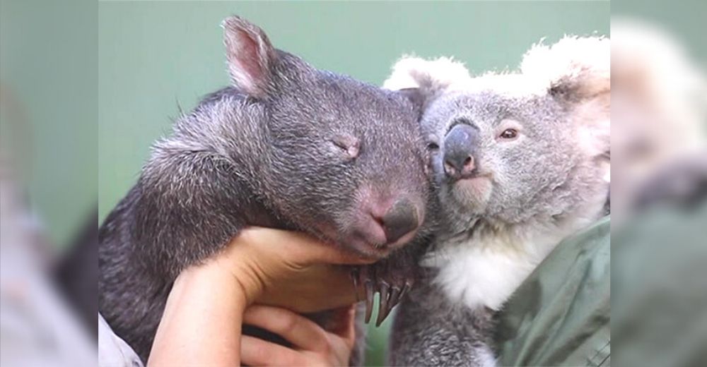 Elsa y Hope, un koala y un wombat que se volvieron inseparables durante la cuarentena mundial Elsa y Hope, un koala y un wombat que se volvieron inseparables durante la cuarentena mundial