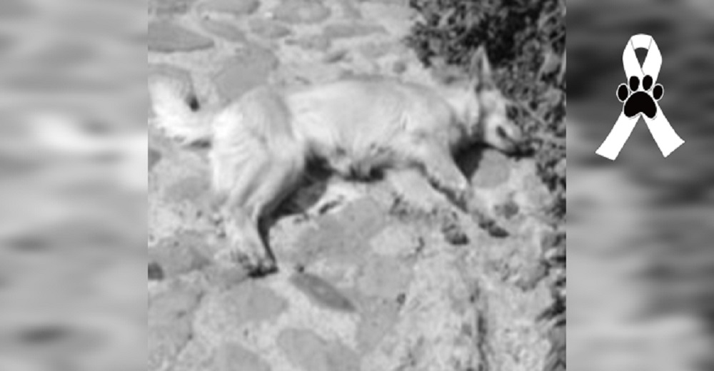Hallan perritos callejeros en su último aliento y otros sin vida en una escena desgarradora Hallan perritos callejeros en su último aliento y otros sin vida en una escena desgarradora