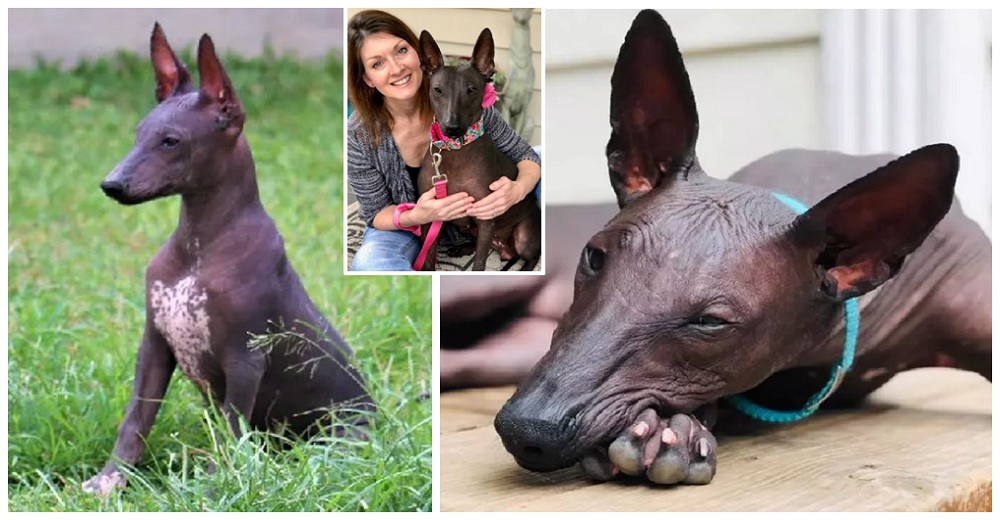 Gasta miles de dólares para traer a su casa una «estatua egipcia» de una rara perrita sin pelo Gasta miles de dólares para traer a su casa una «estatua egipcia» de una rara perrita sin pelo