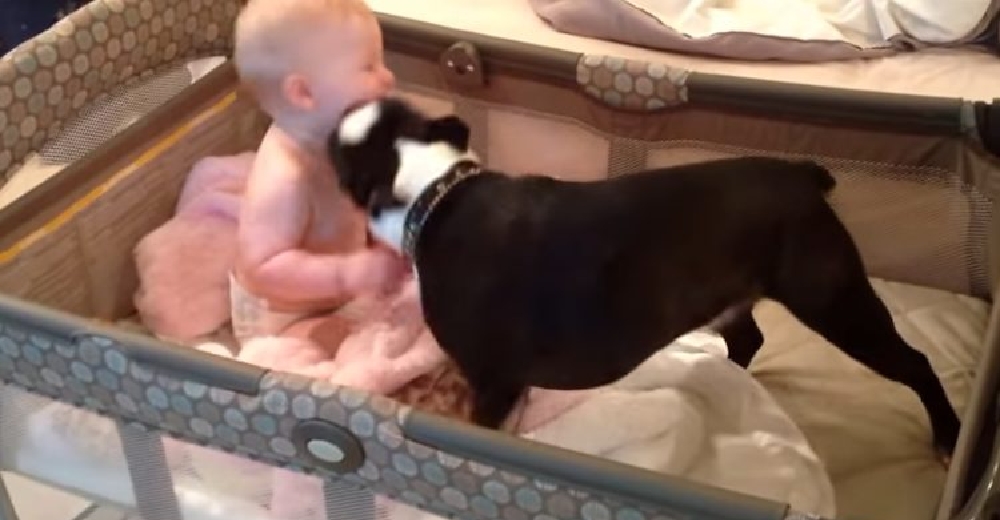 Su perro salta a la cuna y se acerca a la boca de la bebé ante el asombro de la madre que graba Su perro salta a la cuna y se acerca a la boca de la bebé ante el asombro de la madre que graba