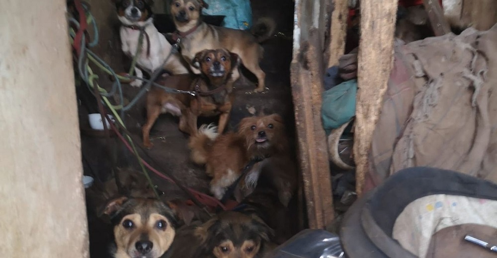 Rescatan a 17 perros que vivían en condiciones deplorables con sus dueños, dos enfermos mentales Rescatan a 17 perros que vivían en condiciones deplorables con sus dueños, dos enfermos mentales